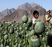 Afganistano aguonų laukai