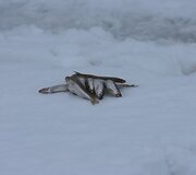 Laimikis: vos kelios smulkios žuvelės.