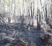 I&scaron;degęs mi&scaron;kas.