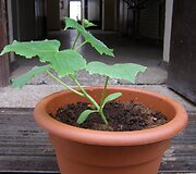 Konkurso dalyvio nuotrauka