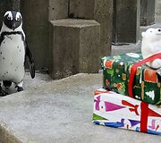 Pingvinų pora susidomėjo atsiradusiomis Kalėdų Senelio dovanomis (Vokietija).