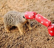 Surikata tyrinėja kalėdinį saldainį.