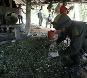 Kokaino laboratorija Kolumbijoje