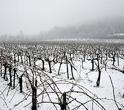 Apsnigti vynuogynai Prancūzijoje