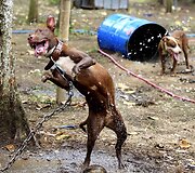 Pitbulis