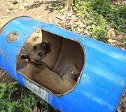Pitbulis