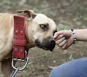Pitbulis
