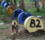 Pitbulis