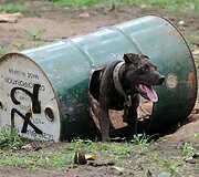 Pitbulis