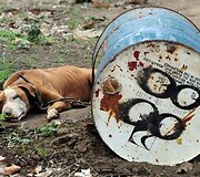 Pitbulis