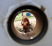 Pitbulis