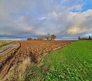 Ąžuolas Žadeikonių kapinėse