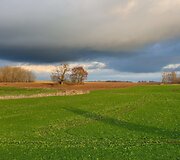 Ąžuolas Žadeikonių kapinėse
