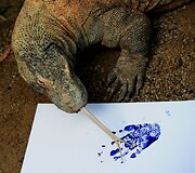 Komodo varano pėdos atspaudas
