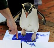 Pingvinas