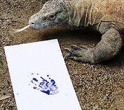 Komodo varanas