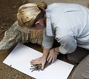 Daromas Komodo varano pėdos atspaudas.