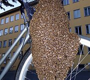 Bičių spiečius ant dviračio