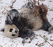 Didžioji panda