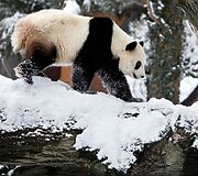 Didžioji panda