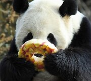 Didžioji panda