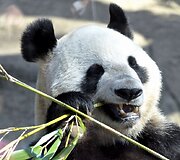 Didžioji panda