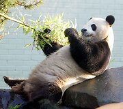 Didžioji panda