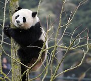 Didžioji panda