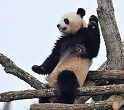 Didžioji panda