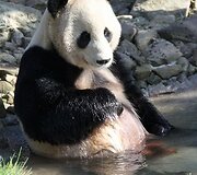Didžioji panda