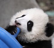 Didžioji panda