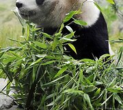 Didžioji panda