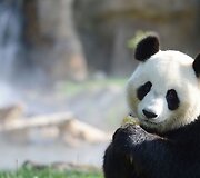 Didžioji panda
