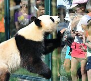 Didžioji panda