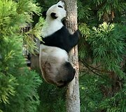 Didžioji panda