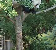 Didžioji panda
