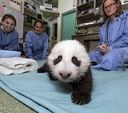 Didžioji panda