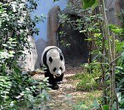 Didžioji panda