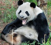 Didžioji panda
