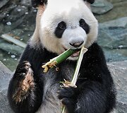 Didžioji panda
