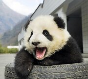 Didžioji panda