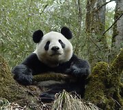 Didžioji panda