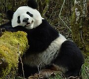 Didžioji panda