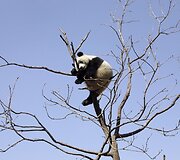 Didžioji panda