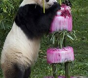 Didžioji panda