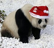 Didžioji panda