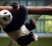 Didžioji panda