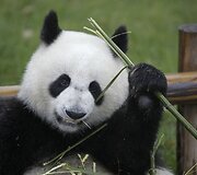 Didžioji panda
