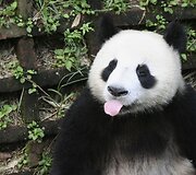 Didžioji panda