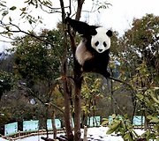 Didžioji panda